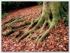Raíces de árbol